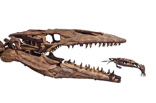 Esqueleto de dinosaurio antiguo aislado en el esqueleto blanco de Tyrannosaurus Rex
