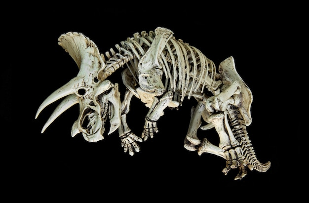 Foto esqueleto dinosaurio triceratops.