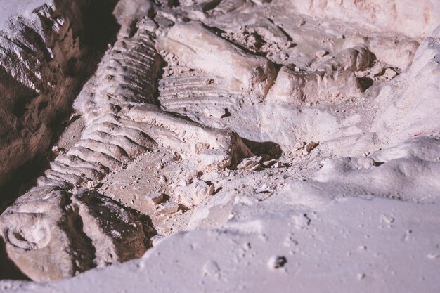 Esqueleto de dinosaurio. Tyrannosaurus Rex simulador fósil en piedra molida.
