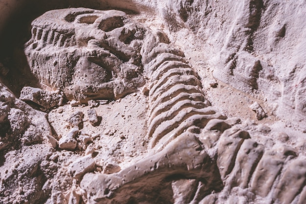 Foto esqueleto de dinosaurio. tyrannosaurus rex simulador fósil en piedra molida.