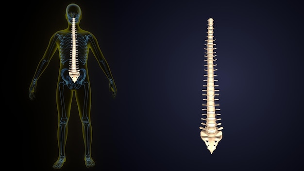 Foto un esqueleto con dolor en la parte inferior de la espalda y la espalda