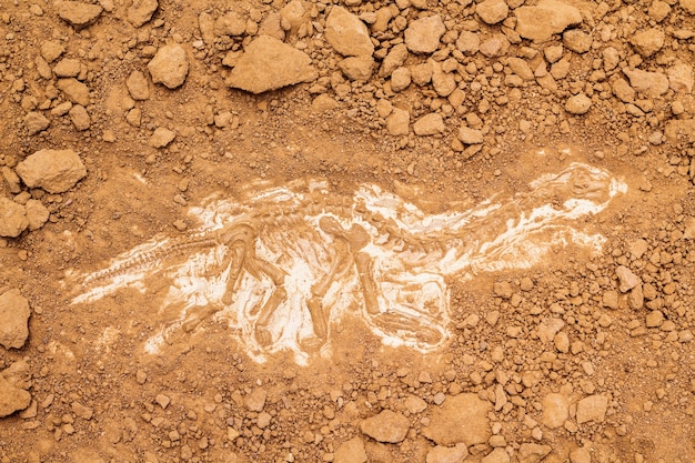 Foto esqueleto e ferramentas arqueológicas