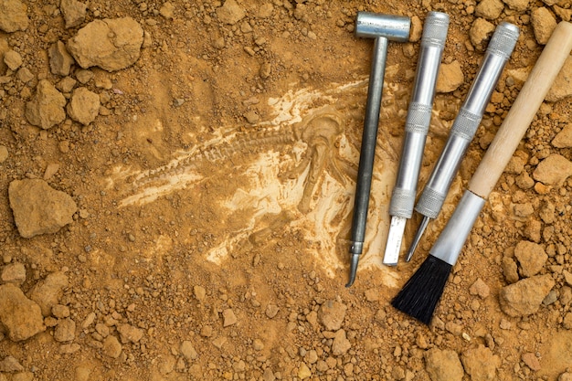 Foto esqueleto e ferramentas arqueológicas