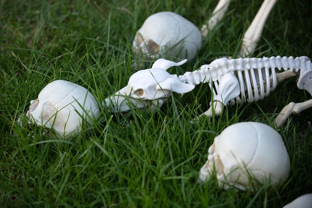 Esqueleto de Halloween de perro aterrador, cráneo saliendo del suelo.
