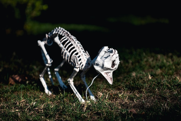 Esqueleto de Halloween de perro o gato aterrador