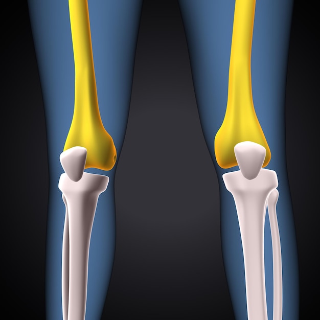 esqueleto humano anatomía de los huesos de la rodilla de la pierna