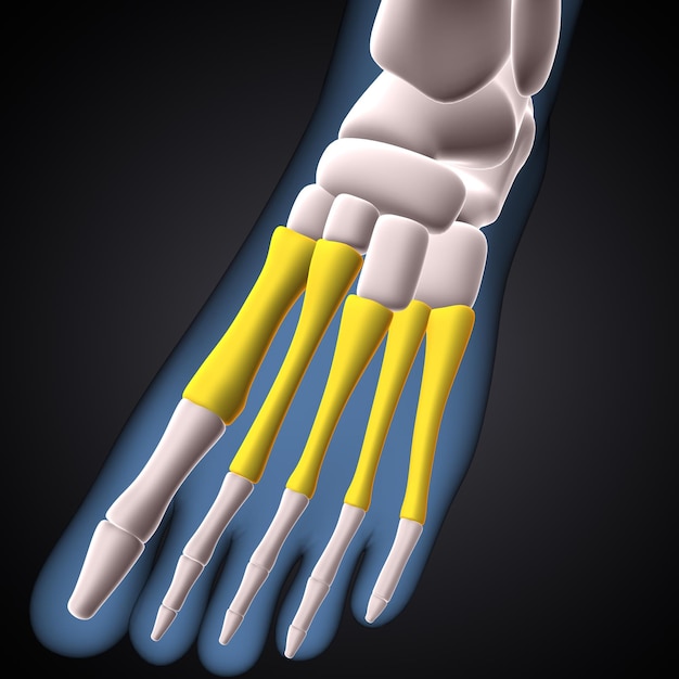 Foto esqueleto humano anatomía de los huesos de la rodilla de la pierna