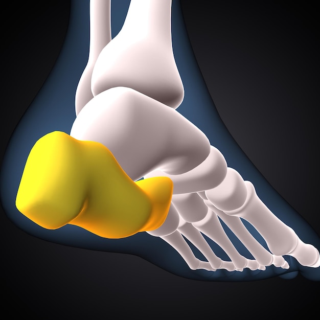 esqueleto humano anatomía de los huesos de la rodilla de la pierna