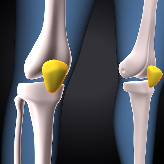 Esqueleto humano anatomia óssea da articulação do joelho ilustração 3D