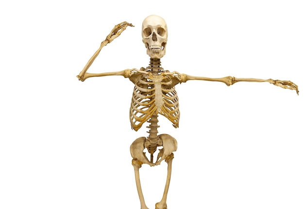 Esqueleto humano com braços erguidos, isolado no fundo branco. Foto de alta qualidade