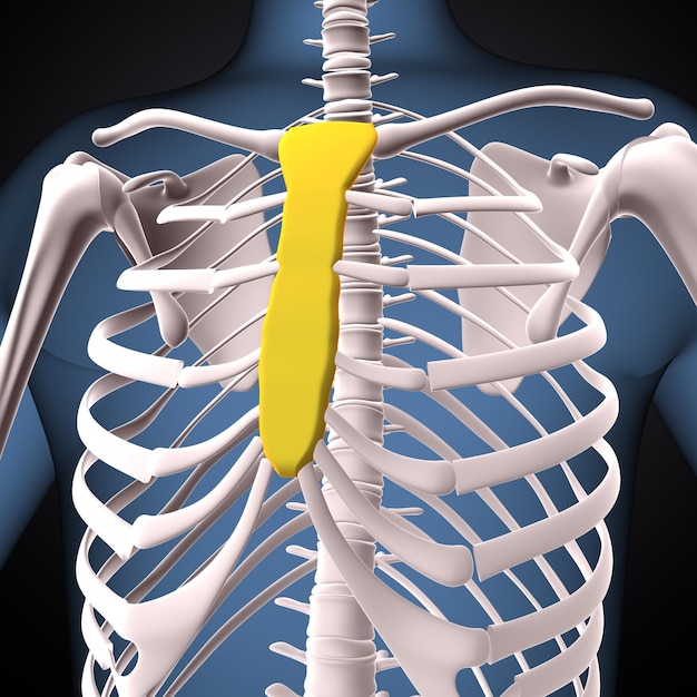 esqueleto humano espinero esternón y radio anatomía renderizado en 3D