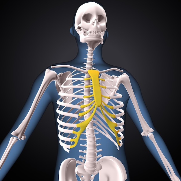 Foto esqueleto humano espinero esternón y radio anatomía renderizado en 3d