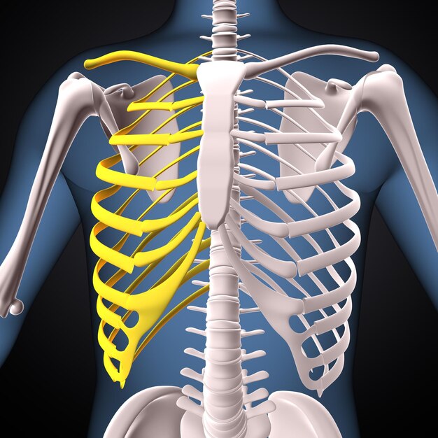 esqueleto humano espinero esternón y radio anatomía renderizado en 3D