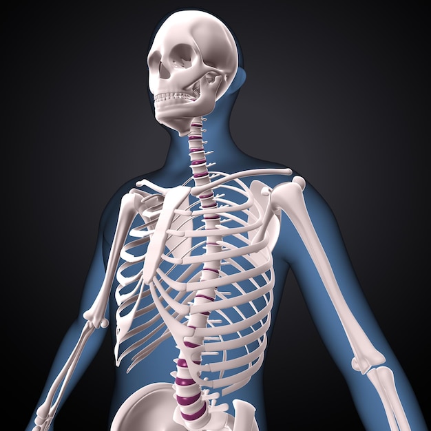 Foto esqueleto humano espinero esternón y radio anatomía renderizado en 3d