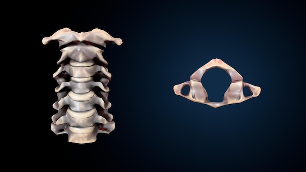 Esqueleto humano espinero, riñón, fémur y carpo Sistema de anatomía Ilustración 3D