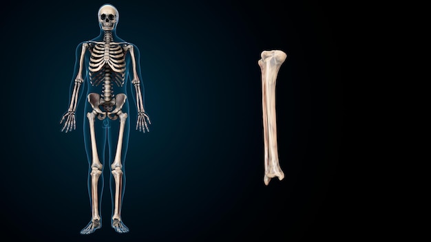 Esqueleto humano espinero, riñón, fémur y carpo Sistema de anatomía Ilustración 3D