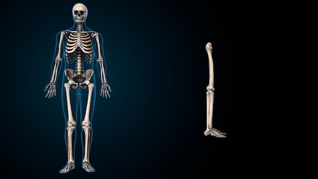 Foto esqueleto humano espinero, riñón, fémur y carpo sistema de anatomía ilustración 3d