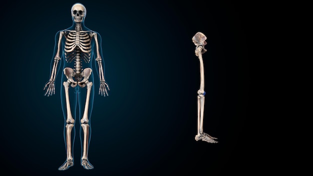 Esqueleto humano espinero, riñón, fémur y carpo Sistema de anatomía Ilustración 3D