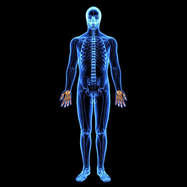 Foto esqueleto humano espinero, riñón, fémur y carpo sistema de anatomía ilustración 3d