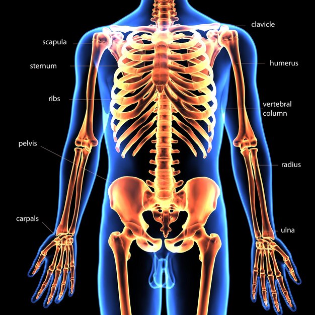 Esqueleto humano espinero, riñón, fémur y carpo Sistema de anatomía Ilustración 3D