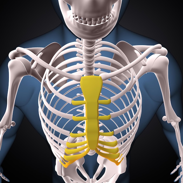 Esqueleto humano espinheiro esterno e raio anatomia renderização 3D