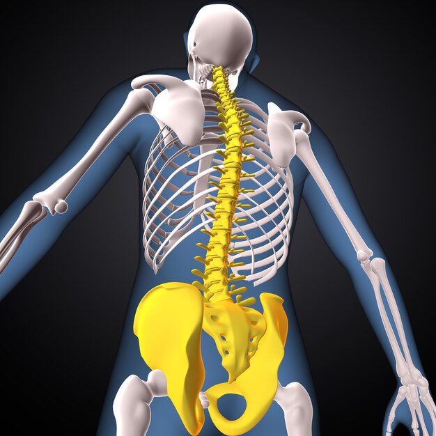 Esqueleto humano espinheiro esterno e raio anatomia renderização 3D