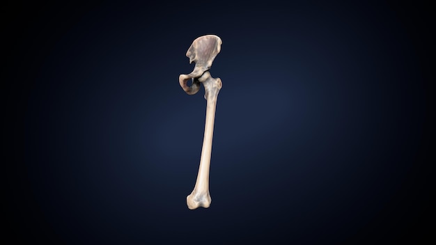 Foto esqueleto humano, espinheiro, fémur e carpa, sistema anatômico (ilustração 3d)