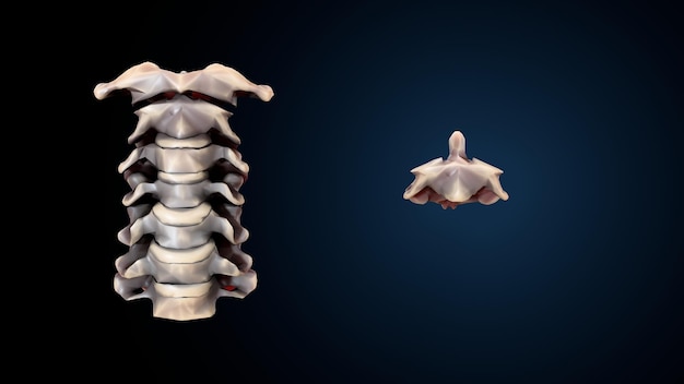 Esqueleto humano, espinheiro, fémur e carpa, sistema anatômico (ilustração 3D)