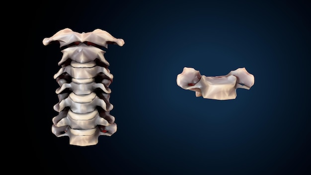 Esqueleto humano, espinheiro, fémur e carpa, sistema anatômico (ilustração 3D)