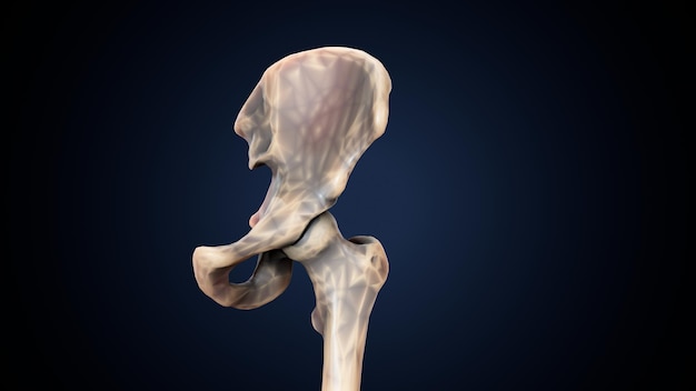 Foto esqueleto humano, espinheiro, fémur e carpa, sistema anatômico (ilustração 3d)