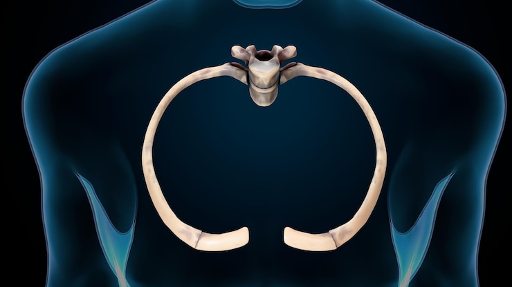 Foto esqueleto humano, espinheiro, fémur e carpa, sistema anatômico (ilustração 3d)
