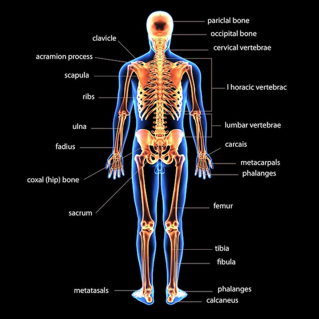 Foto esqueleto humano, espinheiro, fémur e carpa, sistema anatômico (ilustração 3d)
