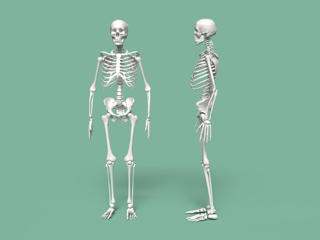 Foto el esqueleto humano ilustración vectorial de anatomía de vista frontal y lateral aislada sobre un fondo blanco