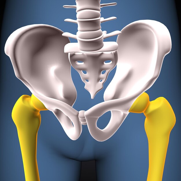 Foto esqueleto humano joelho ossos das pernas anatomia