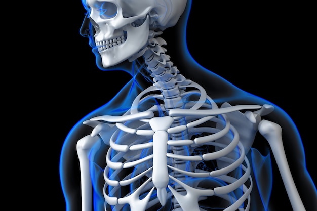 Foto el esqueleto humano