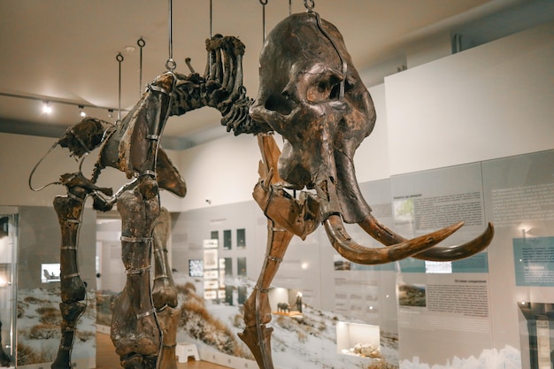 Foto esqueleto de mamut en un museo público