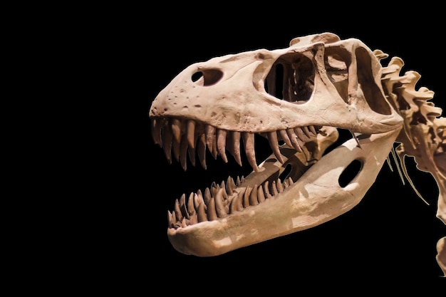 Esqueleto de Tyrannosaurus Rex en fondo negro aislado