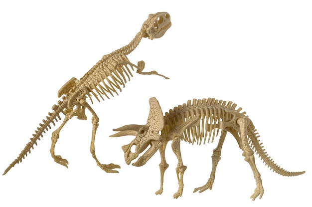 Esqueletos de dinosaurio Triceratops y Tyrannosaurus Rex plástico aislado sobre fondo blanco.