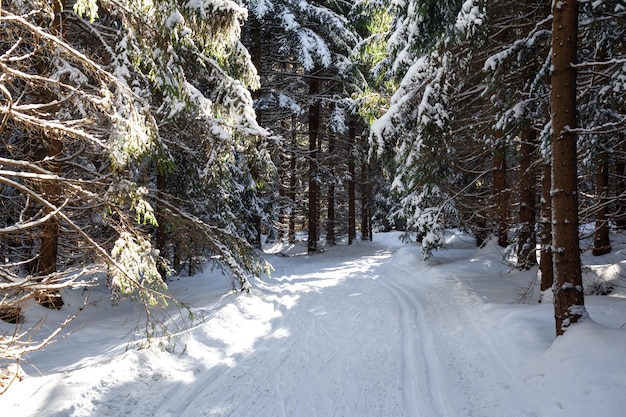 Esqui cross-country na floresta de neve no inverno