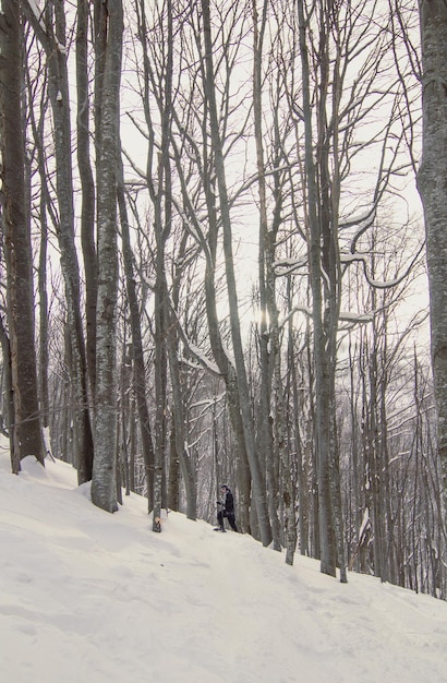 Esquiador movendo-se através de árvores finas photo