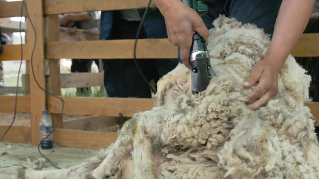 Foto esquilador de hombres esquilando ovejas en un espectáculo agrícola en competencia el proceso por el cual se corta el vellón de lana de una oveja cortadora de pelo manual eléctrica profesional para ovejas máquina cortadora de ovejas