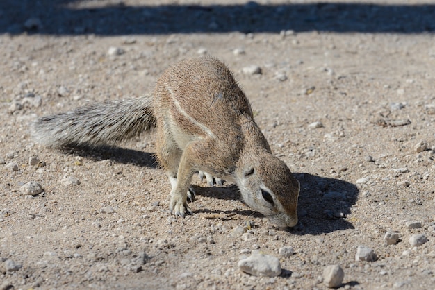 Esquilo à terra da África do Sul Xerus inauris sentado