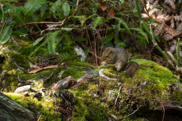 Esquilo à terra do parque de Kinabalu que está na selva com parte de maçã