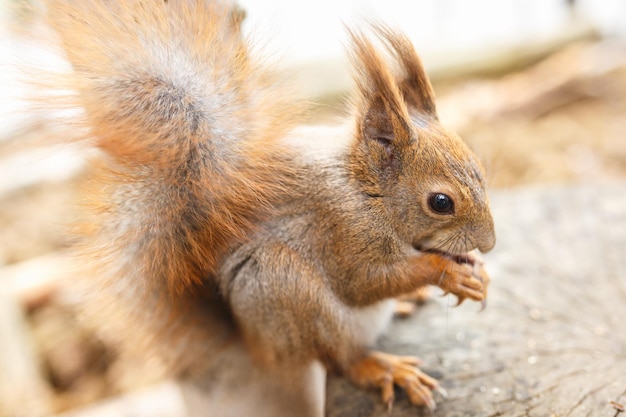 Esquilo adulto come nozes e outros alimentos de mãos humanas