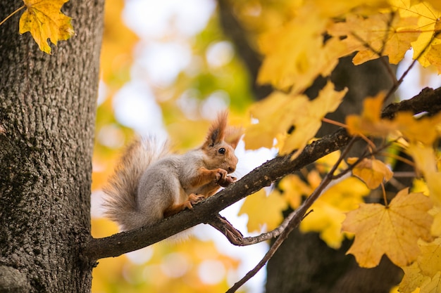 Esquilo agradável com porca sentado na árvore de outono no parque