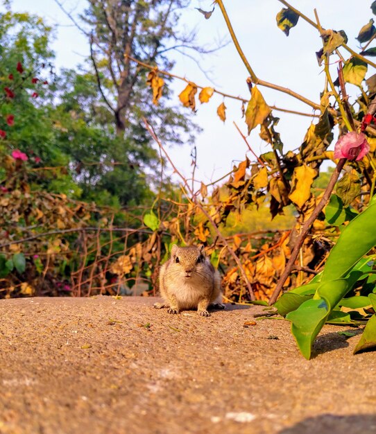 Foto esquilo animal