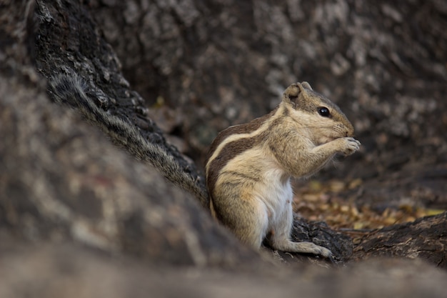 Esquilo bonitinho sentado no tronco da árvore