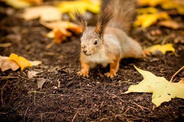 Esquilo bonito e com fome que procura uma castanha na cena do outono.