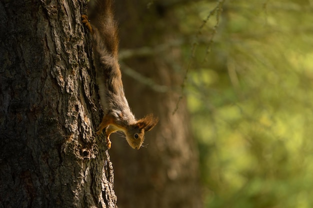 Esquilo bonito em uma árvore em uma floresta