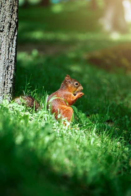 Esquilo bonito no parque de verão na grama verde come uma noz